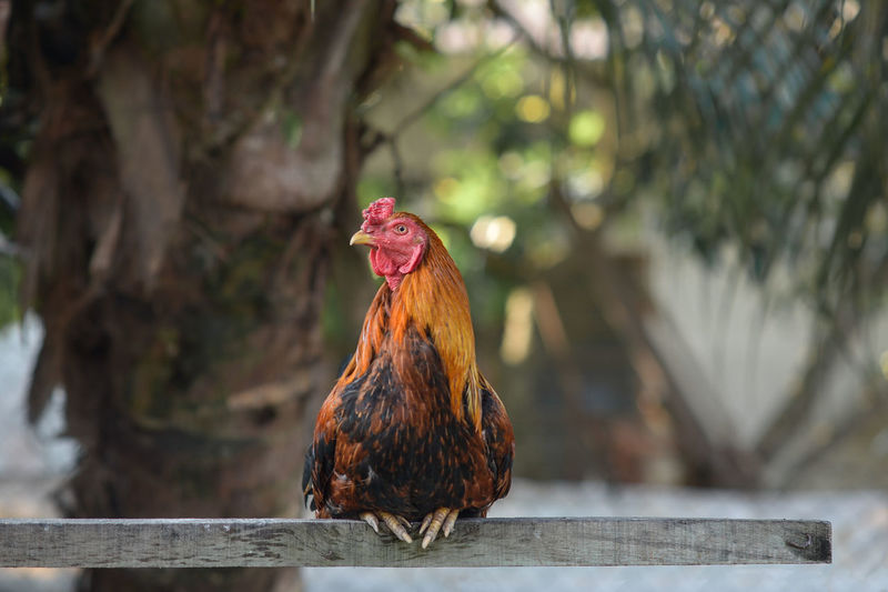 Chicken perching on wooden plank