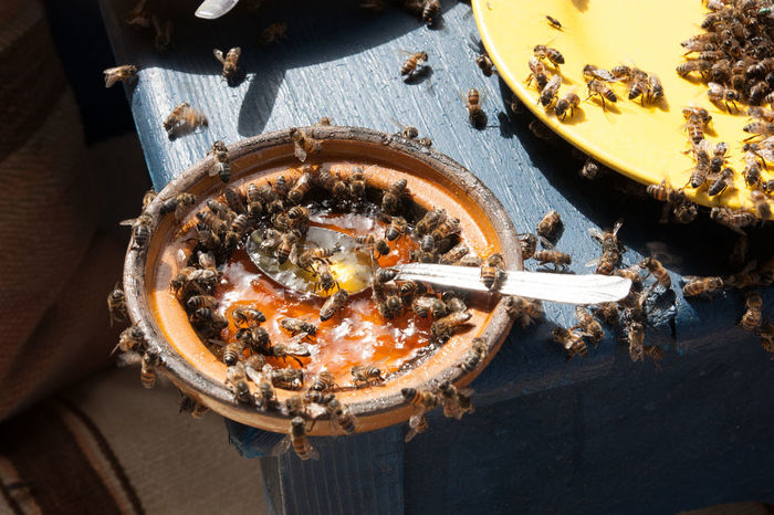 Honeybees in a bowl of honey