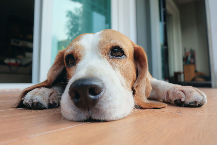 Close-up portrait of a dog lying on floor at home