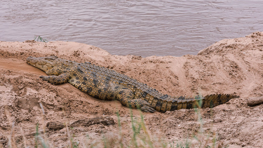 High angle view of crocodile on shore