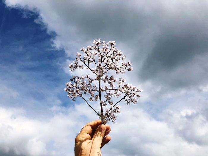 Low angle view of hand holding twig against cloudy sky