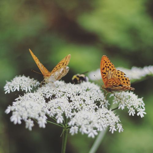 Close-up of butterfly pollinating on flower