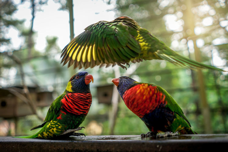 Close-up of three parrots