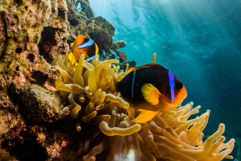 Fish swimming by sea anemone in sea