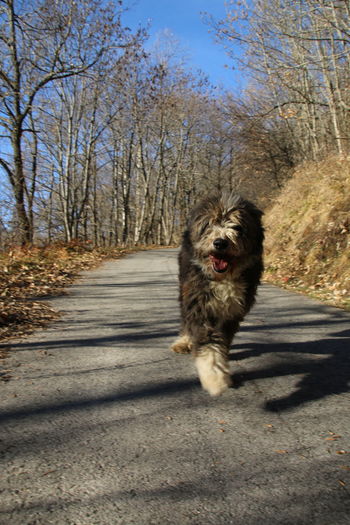 Dog running on road