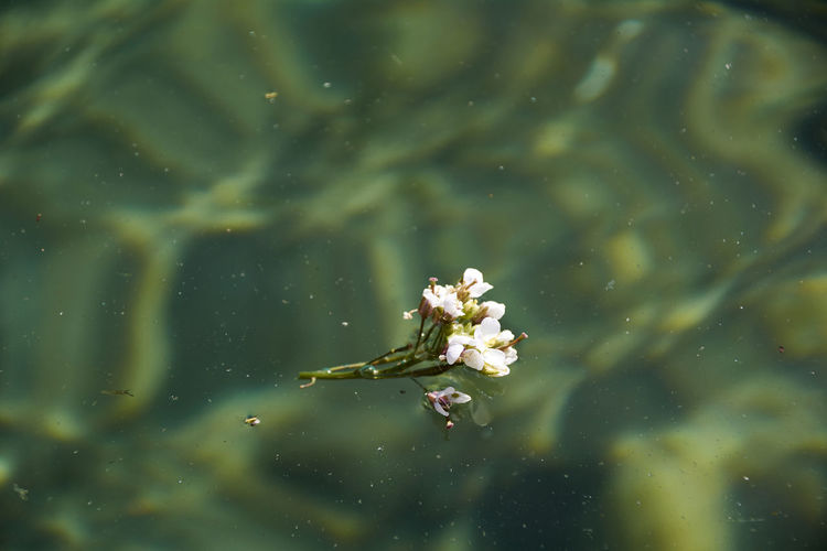 White flower floating in crystal clear water. colors of nature