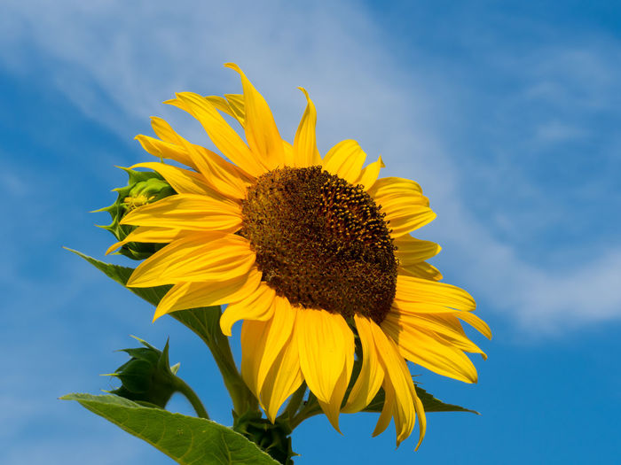 Low angle view of sunflower against sky