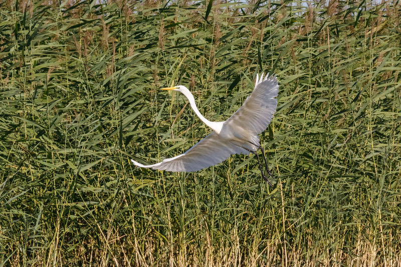 Bird flying over a field