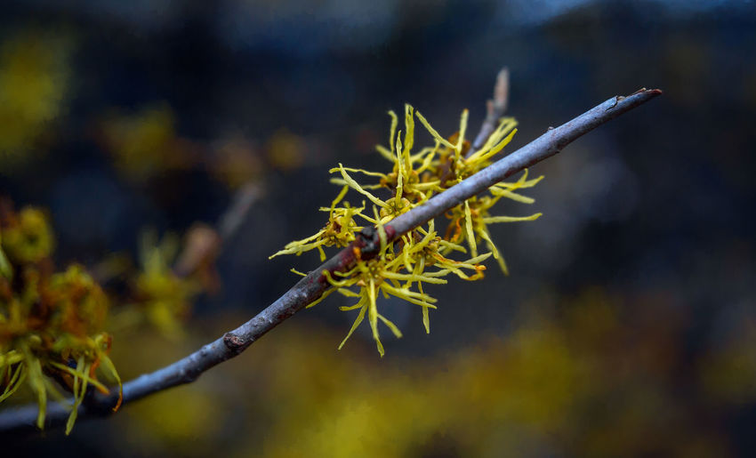Close-up of plant growing on tree