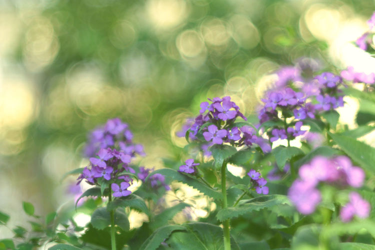Close-up of purple flowering plants