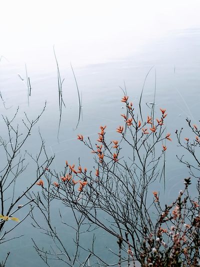 Plants by lake against sky