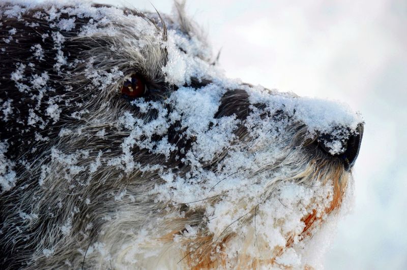 Close-up of irish wolfhound covered with snow