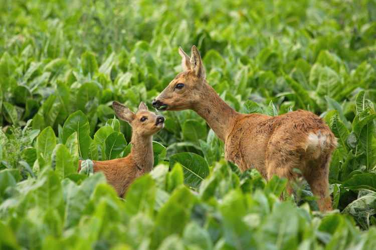Roe deer and fawn amidst plants on field