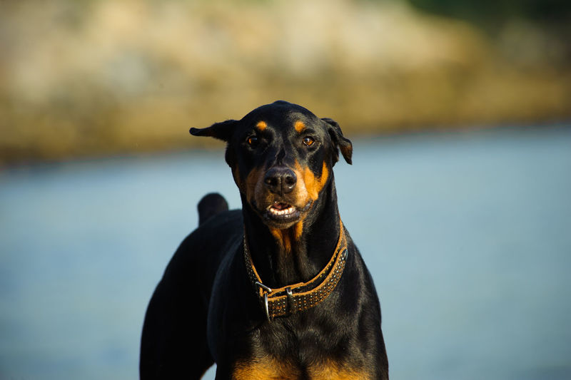 Portrait of doberman pinscher at beach