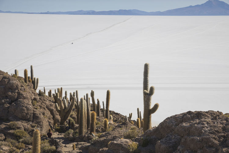 Cactus field over incahuasi island in uyuni