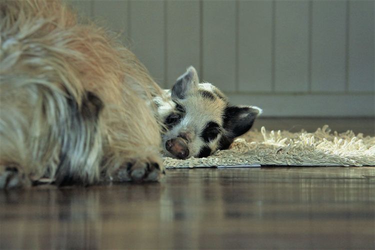 Close-up of sheep relaxing on floor