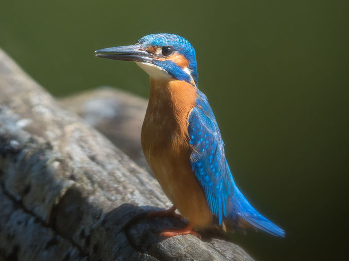 Close-up of kingfisher bird perching on tree trunk 