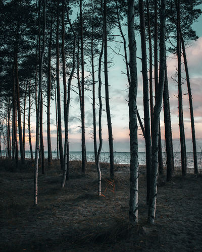 Scenic view of forest against sky