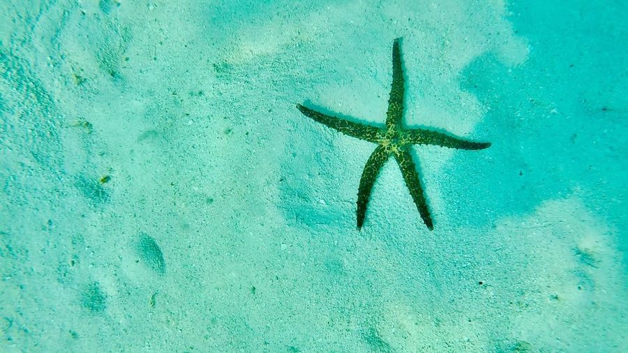 Starfish on sea shore