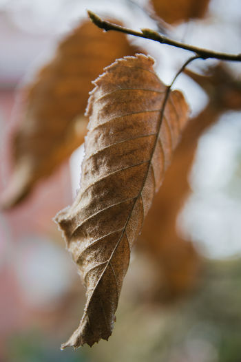 Dry leaf winter 