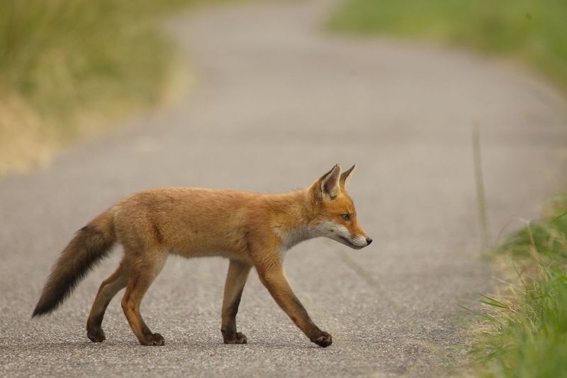 Side view of fox pup walking on road