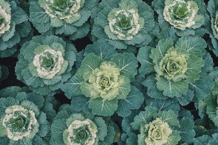 Full frame shot of vegetables growing at garden