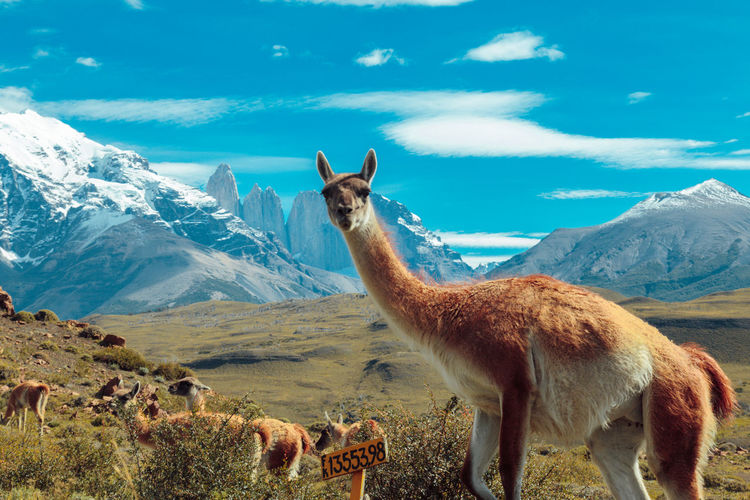 Portrait of llama standing against mountain and sky