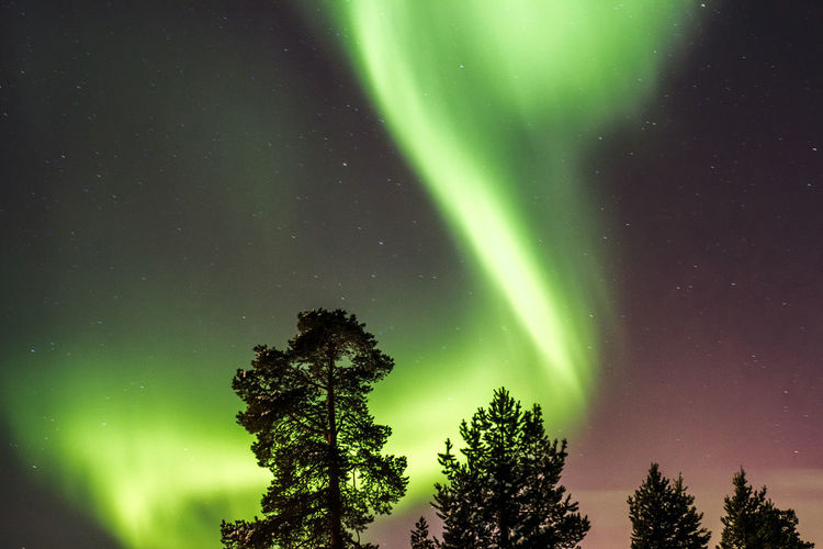 Low angle view of trees against aurora borealis