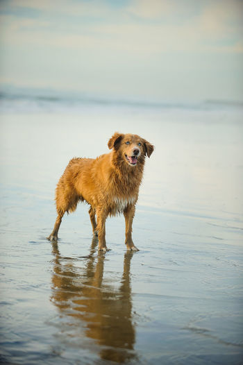 Golden retriever standing at beach