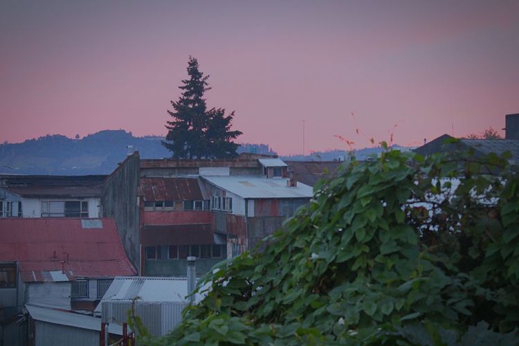 Plants and houses against sky at sunset