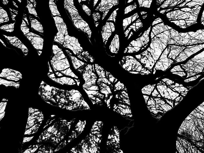 Low angle view of silhouette tree against sky