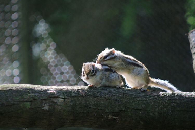 Chipmunks on branch