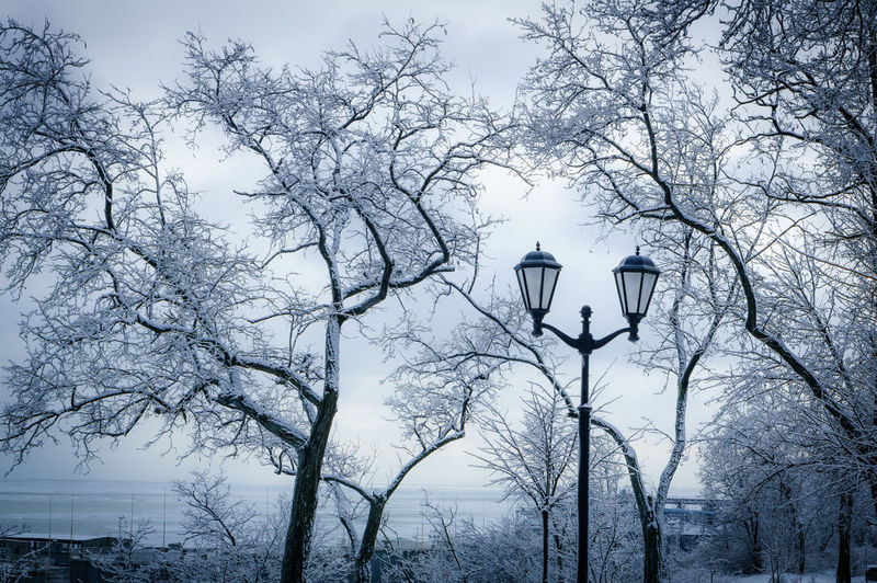 Snow covered bare trees during winter