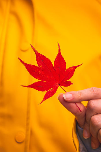 Close-up of hand holding maple leaf during autumn