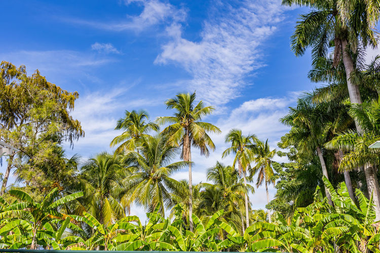 Low angle view of palm trees against sky