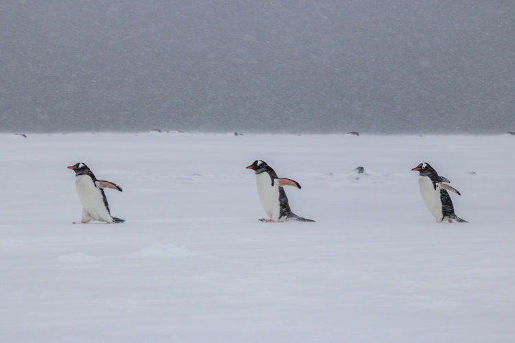 Three gentoo penguins walking into a snowstorm at yankee harbour, south shetlands, antarctica