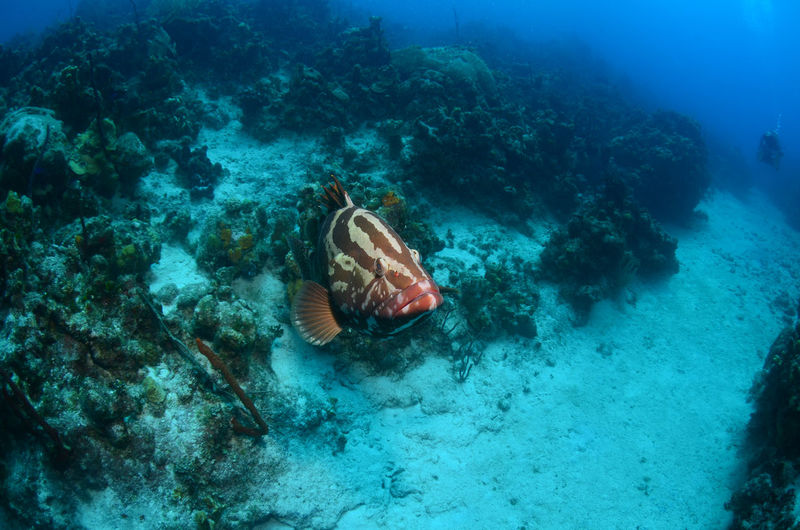 Nassau grouper fish swimming