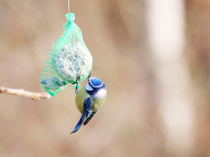 Close-up of bird perching on feeder