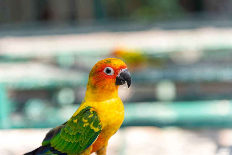 Close-up of parrot perching