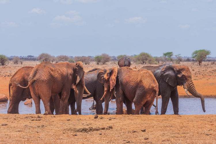 Panoramic view of elephant on land
