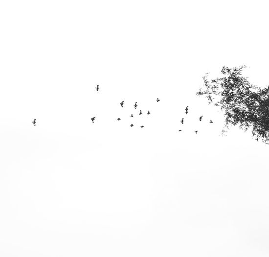 Flock of birds flying against clear sky