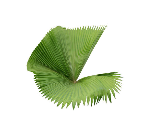 Close-up of palm tree leaves against white background