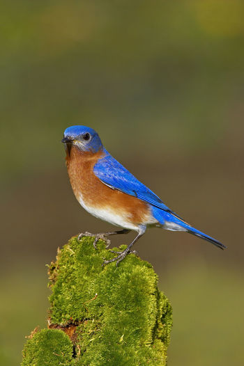 Close-up of male eastern bluebird perching on twig