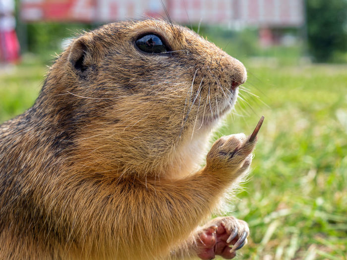 Close-up of rabbit