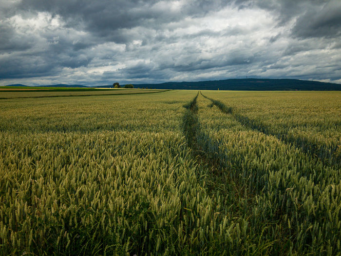 Scenic view of agricultural field against sky