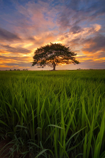 Trees on grassy field against cloudy sky at sunset