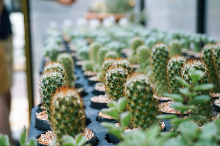Potted cactuses for sale in nursery