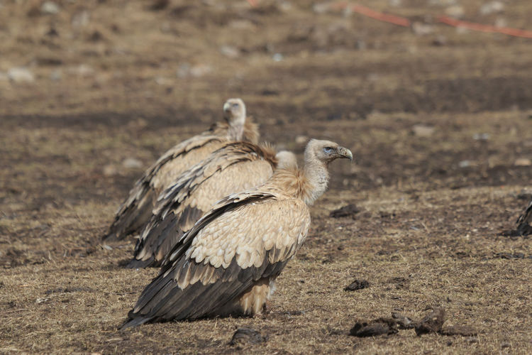 Vultures on field