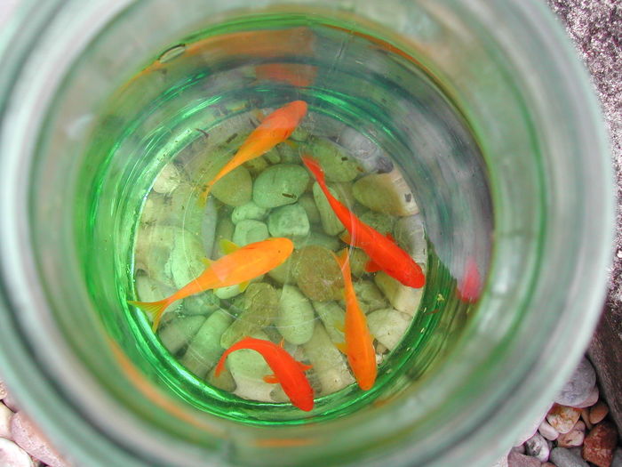 Directly above shot of goldfish in glass container