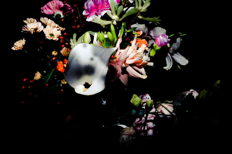 Close-up of flowers against black background